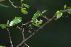 Coprosma propinqua propinqua