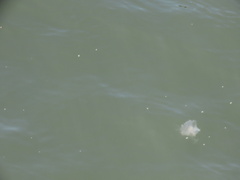 Chrysaora chesapeakei