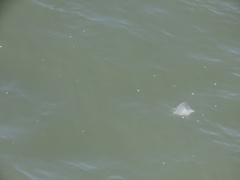 Chrysaora chesapeakei