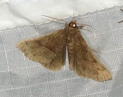 Hypena deceptalis
