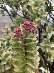 Santalum haleakalae