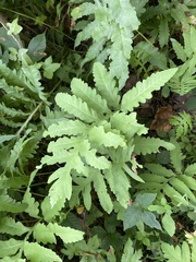 Onocleaceae