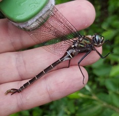 Somatochlora cingulata