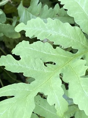 Onocleaceae
