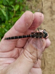 Somatochlora cingulata