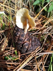 Baeospora