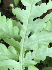 Onocleaceae