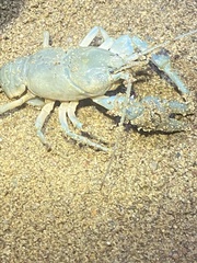 Cambarus tenebrosus
