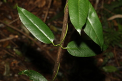Parsonsia rotata