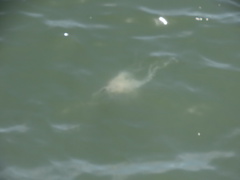 Chrysaora chesapeakei