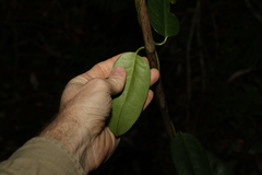 Parsonsia rotata