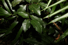 Endiandra muelleri muelleri