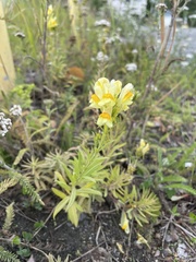 Linaria vulgaris