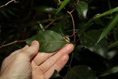 Endiandra muelleri muelleri