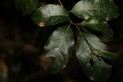 Endiandra muelleri muelleri