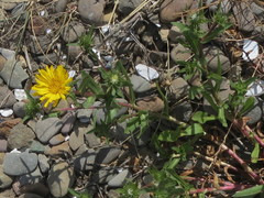 Grindelia integrifolia