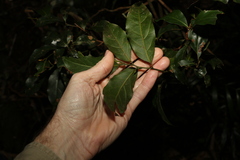 Endiandra muelleri muelleri