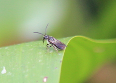 Dufourea novaeangliae