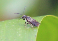 Dufourea novaeangliae