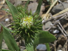 Grindelia integrifolia