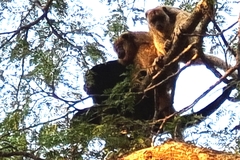 Alouatta caraya
