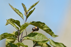 Solanum bonariense