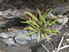 Asplenium trichomanes densum