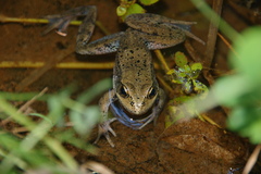 Rana cascadae