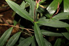 Myrsine subsessilis