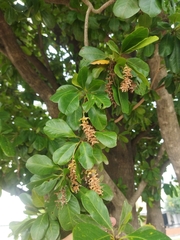 Terminalia