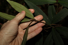 Myrsine subsessilis