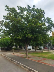 Terminalia