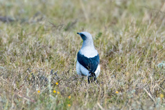 Coracina maxima