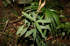 Myrsine subsessilis