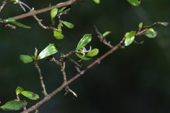 Coprosma propinqua propinqua