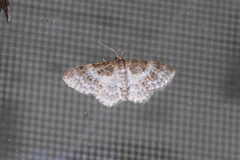 Hydrelia condensata
