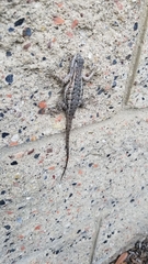 Sceloporus occidentalis