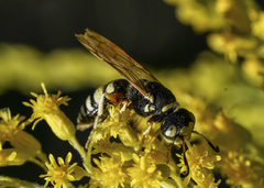 Philanthus ventilabris