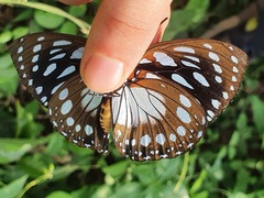 Charaxes eurinome