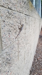 Sceloporus occidentalis