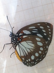 Charaxes eurinome