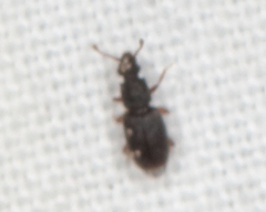 Monotomidae