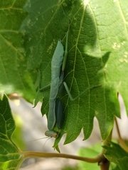 Hierodula transcaucasica