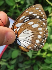 Charaxes eurinome