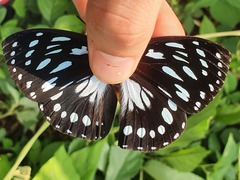 Charaxes eurinome
