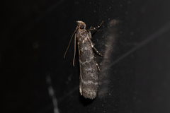 Ortholepis pasadamia