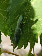 Hierodula transcaucasica