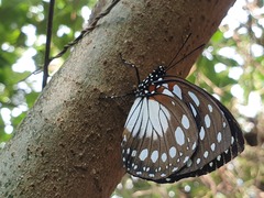 Charaxes eurinome