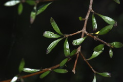 Coprosma propinqua propinqua