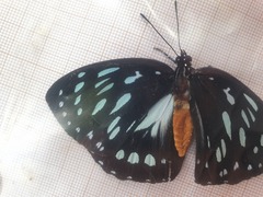 Charaxes eurinome